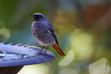 Junger männlicher Hausrotschwanz (Phoenicurus ochruros)	