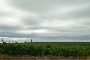 Viñedos integrados en la D.O. Rueda. Se encuentra en Medina del Campo, provincia de Valladolid, Castilla y León.
