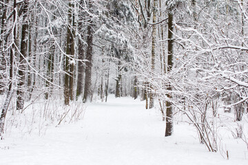 an empty snow-covered road in the park. A road in the snow, a park area