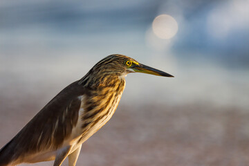 Beautiful brown, grey, pond heron on blue background. Pond heron closeup. 