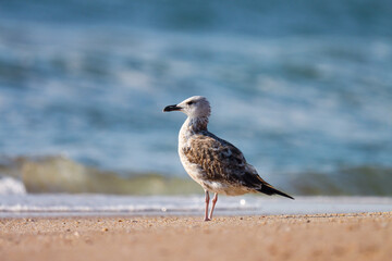 seagull on the beach. Seagull. Waterbird. Seabird. Shorebird.