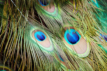 Green colorful peacock tail texture with feathers. Animals abstract backgrounds and patterns