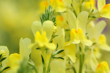 優しい黄色い花