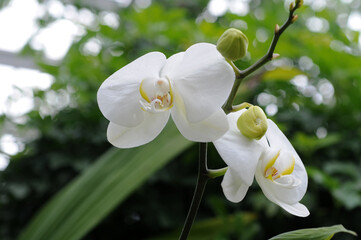 白いランの花