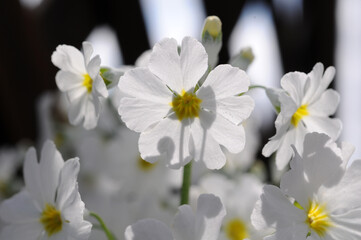 Fototapeta na wymiar 真っ白な花