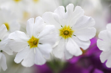 真っ白い花