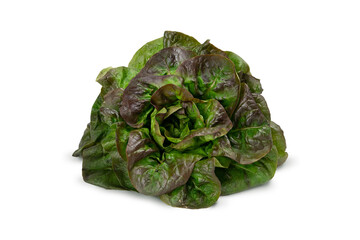 Juicy leaves of lettuce isolated on white background. Fresh lolo salad.