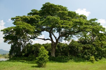 Obraz premium Portrait of a tree in the Field