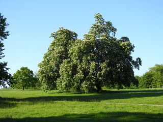 Fototapeta na wymiar Branchy large green trees in the grassy area