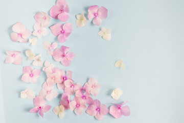 flowers Pattern of pink hydrangea on a blue background. Flat lay and cosmetic background, top view.