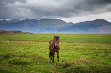 Fototapeta na wymiar Icelandic horse in the scenic nature landscape of Iceland