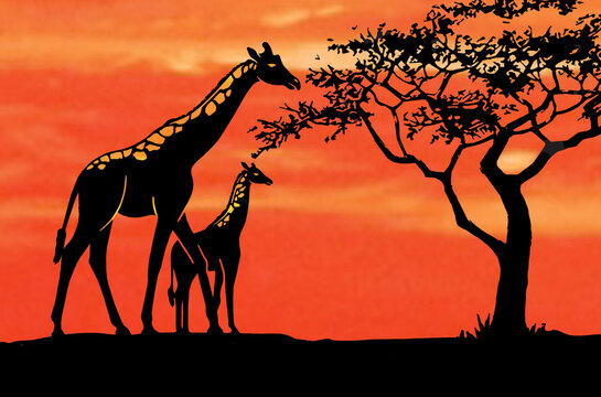 Silhouette of an adult and baby giraffe feeding from a tree. An orange sky background