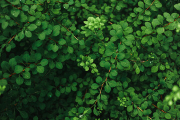 Obraz premium juicy green leaves on the branches of a shrub in the garden in summer
