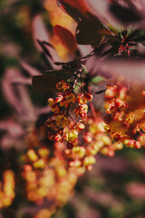 The barberry is blooming. Yellow flowers on a shrub with red leaves. On a sunny summer day. Close-up.
