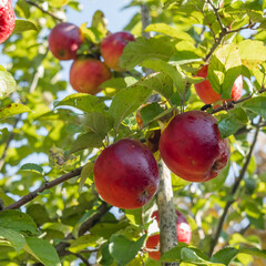 Juicy red apples on an apple tree in an orchard.