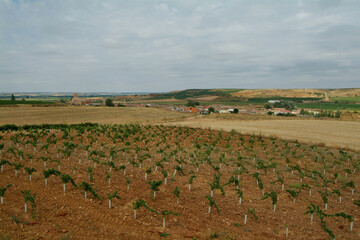 Vi&ntilde;edos integrados en la D.O. Rueda y de Toro. Se encuentra en La comarca de Toro, Zamora, Castilla y Le&oacute;n.
