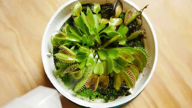 sprey watering a venus fly trap - high angle, lock down, hand