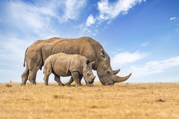 White rhinoceros or square-lipped rhinoceros, Ceratotherium simum, mother and calf walking side by...