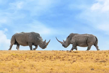Gordijnen Pair of white rhinoceros or square-lipped rhinoceros, Ceratotherium simum standing face to face during the sunset territory fight, Ol Pejeta Conservancy, Kenya, East Africa © Tomas Drahos