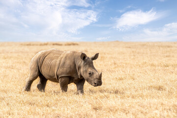 Baby rhino, White rhinoceros or square-lipped rhinoceros, Ceratotherium simum, calf walking in Ol Pejeta Conservancy, Kenya, East Africa - obrazy, fototapety, plakaty