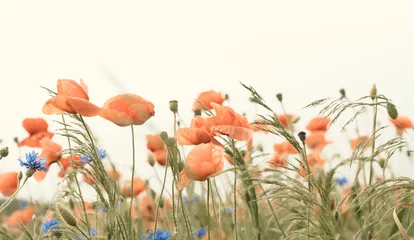 Fotobehang poppy flowers in field © ARVYDAS
