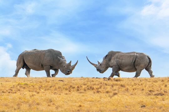 Fototapeta Pair of white rhinoceros or square-lipped rhinoceros, Ceratotherium simum standing face to face during the sunset territory fight, Ol Pejeta Conservancy, Kenya, East Africa