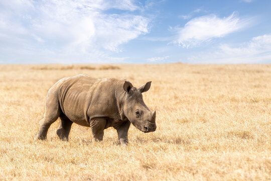 Fototapeta Baby rhino, White rhinoceros or square-lipped rhinoceros, Ceratotherium simum, calf walking in Ol Pejeta Conservancy, Kenya, East Africa
