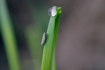 Leafhopper Psammotettix alienus on winter cereals. Is a common pest of cereal crops during autumn in Europe and a vector WDV.