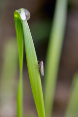 Leafhopper Psammotettix alienus on winter cereals. Is a common pest of cereal crops during autumn in Europe and a vector WDV.