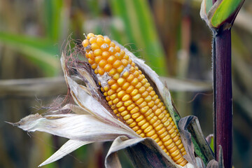 Fusarium ear rot symptoms on kernels. A serious disease of maize caused by a fungus Fusarium. F....