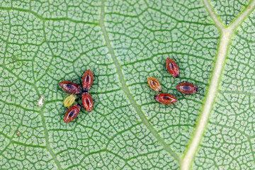 Close-up of aphid colonies on the underside of apricot leaves. These are dangerous pests of fruit...