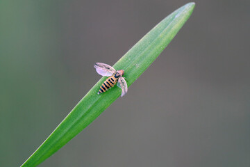 Leafhopper Psammotettix alienus kiled by parasitic fungus.