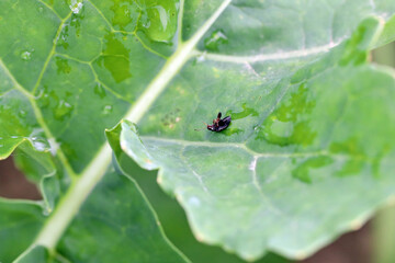 Cabbage Stem Flea Beetle (Psylliodes chrysocephala) on Oilseed Rape, canola (Brassica napus) killed...