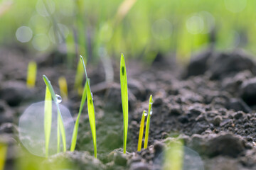 Leafhopper Psammotettix alienus on winter cereals. Is a common pest of cereal crops during autumn in Europe and a vector WDV.