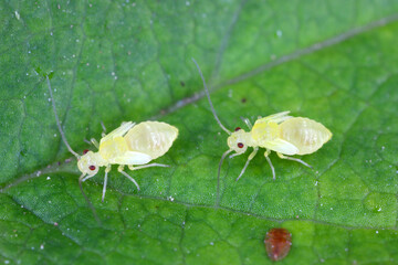 Psocid (Psocoptera) called also - booklice, barklice or barkflies. Two yellow larvae on a green leaf. High magnification.
