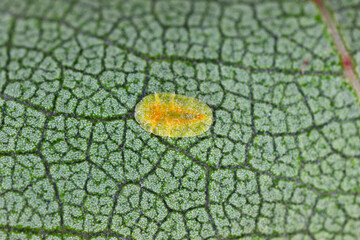 Macrophotography of Diaspididae insects on leaf vessel. Armored scale insects at home plants. Insects sucking plant. Infested cale (Coccidae) commonly known as soft scales, wax scales or tortoise scal