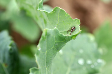 The spider on winter canola, is a predator that eats many pests.