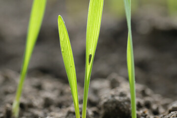 Maize leafhopper (Zyginidia scutellaris) pest of corn crop. Insect on winter cereal.