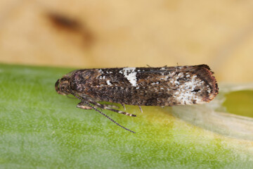 Moth of leek moth or onion leaf miner (Acrolepiopsis assectella) family Acrolepiidae. It is...