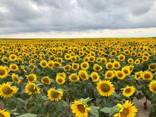 Fototapeta premium Field of blooming sunflowers on a background of blue sky. Oil production