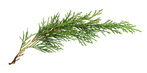 Green thuja twig isolated
