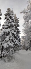 snow in the forest