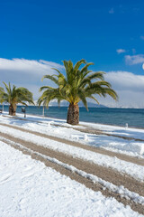 Palmtrees in the snow against the background of the sea. Winter in Greece