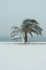 Palmtrees in the snow against the background of the sea. Winter in Greece