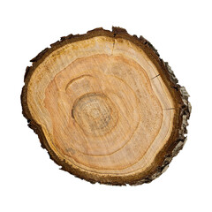 Fototapeta premium Texture of saw cut fruit tree close up isolated on white