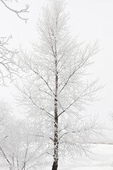 Beautiful tall tree with many thin branches symmetrically growing into right and left directions completely covered with snow. Vertical copy space. Winter full of precipitations. 