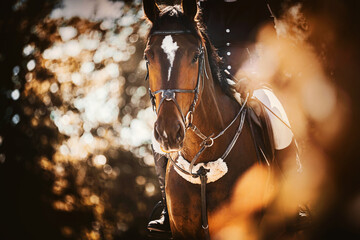 Portrait of a beautiful bay horse with a rider in the saddle, walking among the trees with ginger...