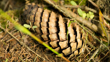 a pine cone on the ground