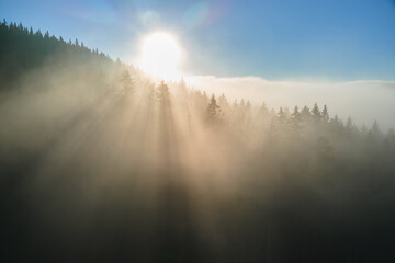 Aerial view of brightly illuminated with sunlight beams foggy dark forest with pine trees at autumn sunrise. Amazing wild woodland at misty dawn. Environment and nature protection concept