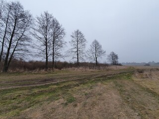 Trees on the river in winter without snow on a foggy day